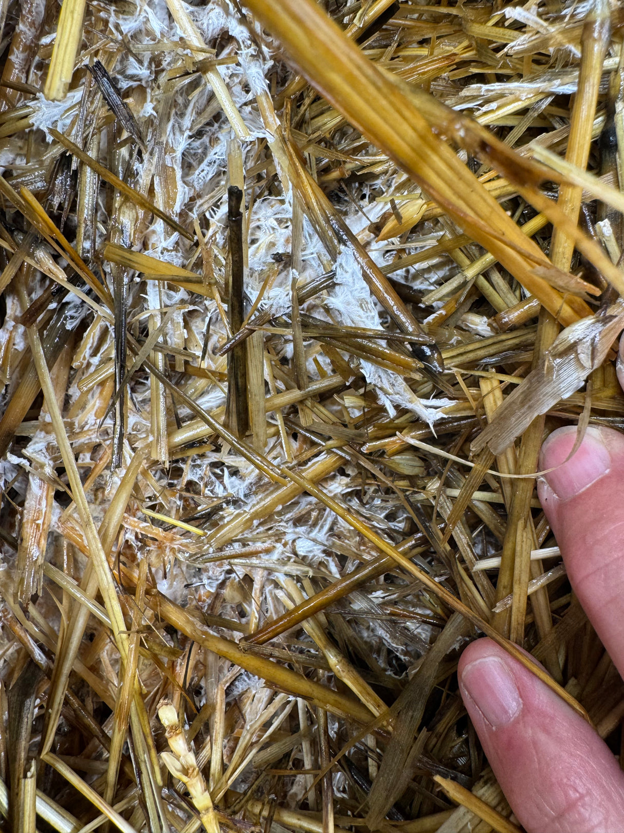 BuildASoil Wine Cap Mushroom Garden Bed Kit