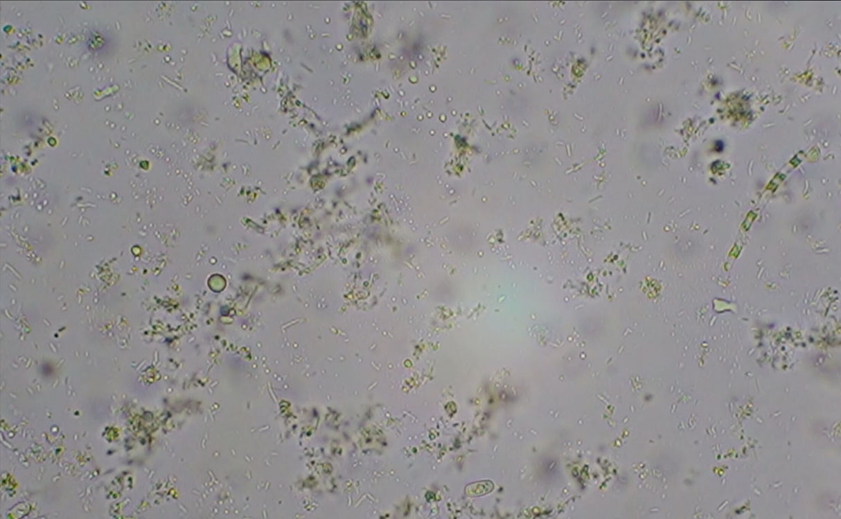 Thrive Probiotics Yah-Whey