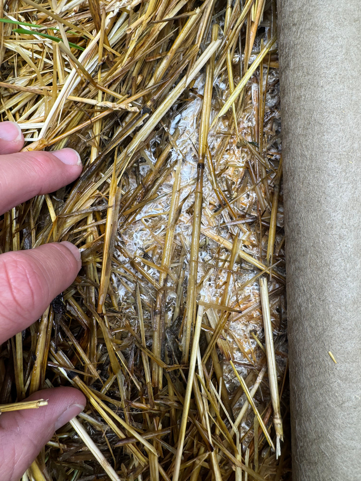 BuildASoil Wine Cap Mushroom Garden Bed Kit