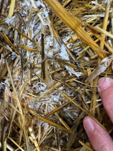 BuildASoil Wine Cap Mushroom Garden Bed Kit