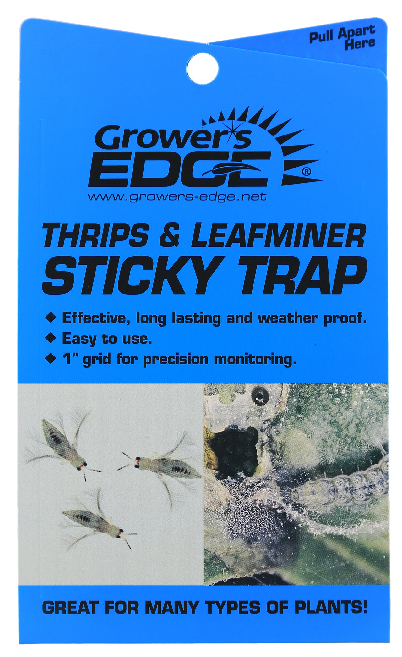 Fruit Fly, Thrips, Drain Fly Trap - Easy & Effective 