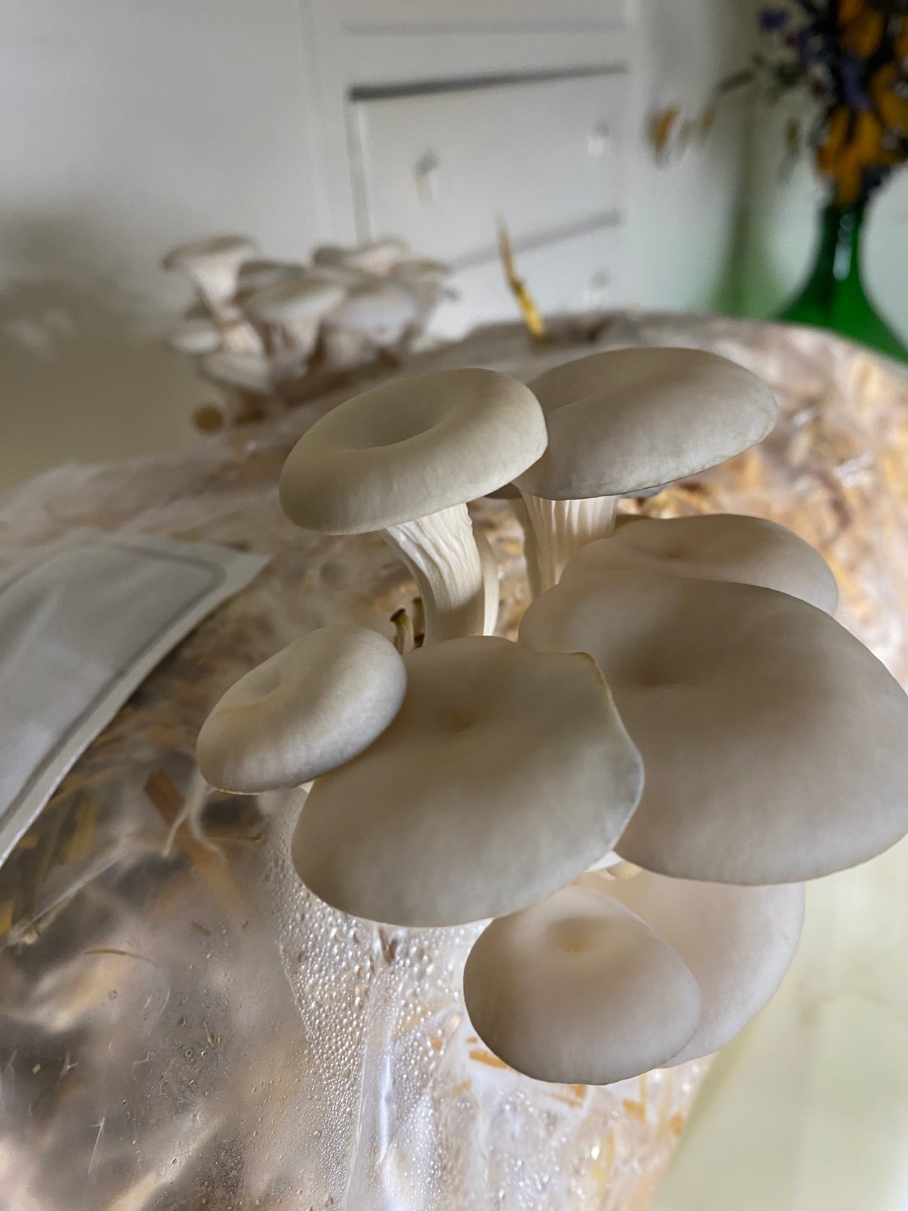 How To Grow Mushrooms on Straw: A Step by Step Guide