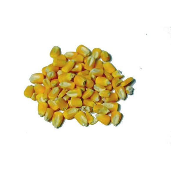 Yellow Corn Seed - Heirloom Organic For Sprouted Seed Tea