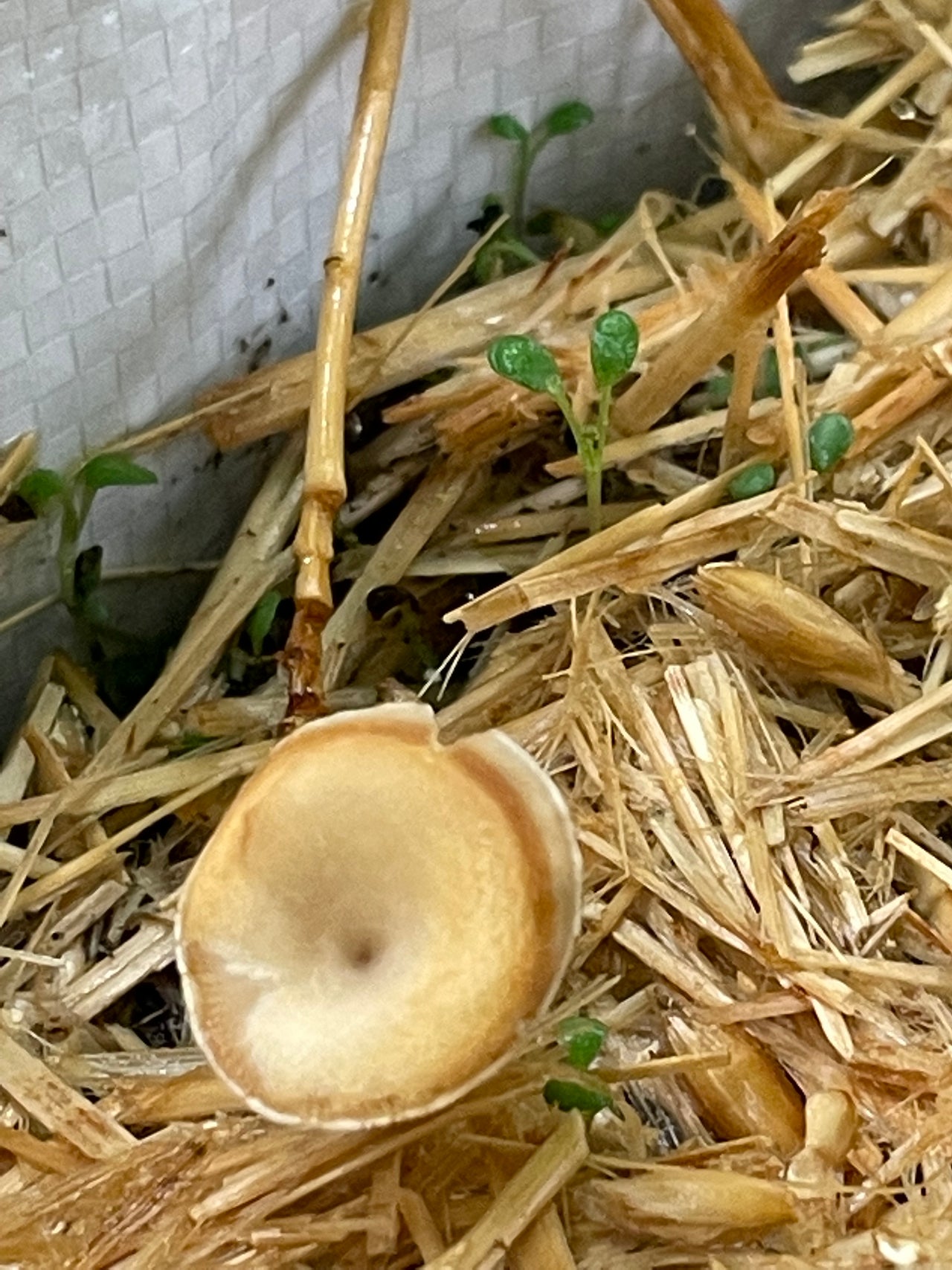 Mushroom Straw Topper