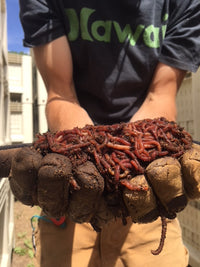 Thumbnail for Colorado Worm Company Vermicompost