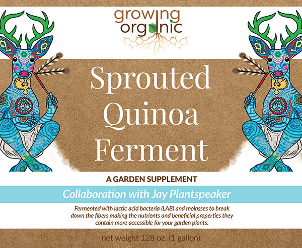 Sprouted Quinoa Ferment
