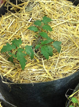 Barley Straw Leaf