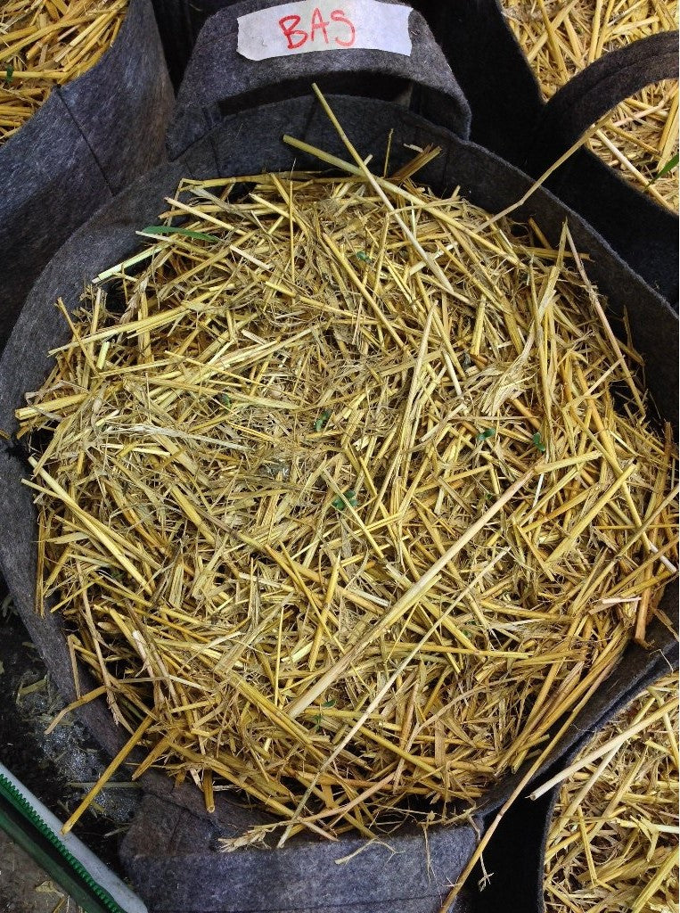 Barley Straw Mulch Black Cauldron