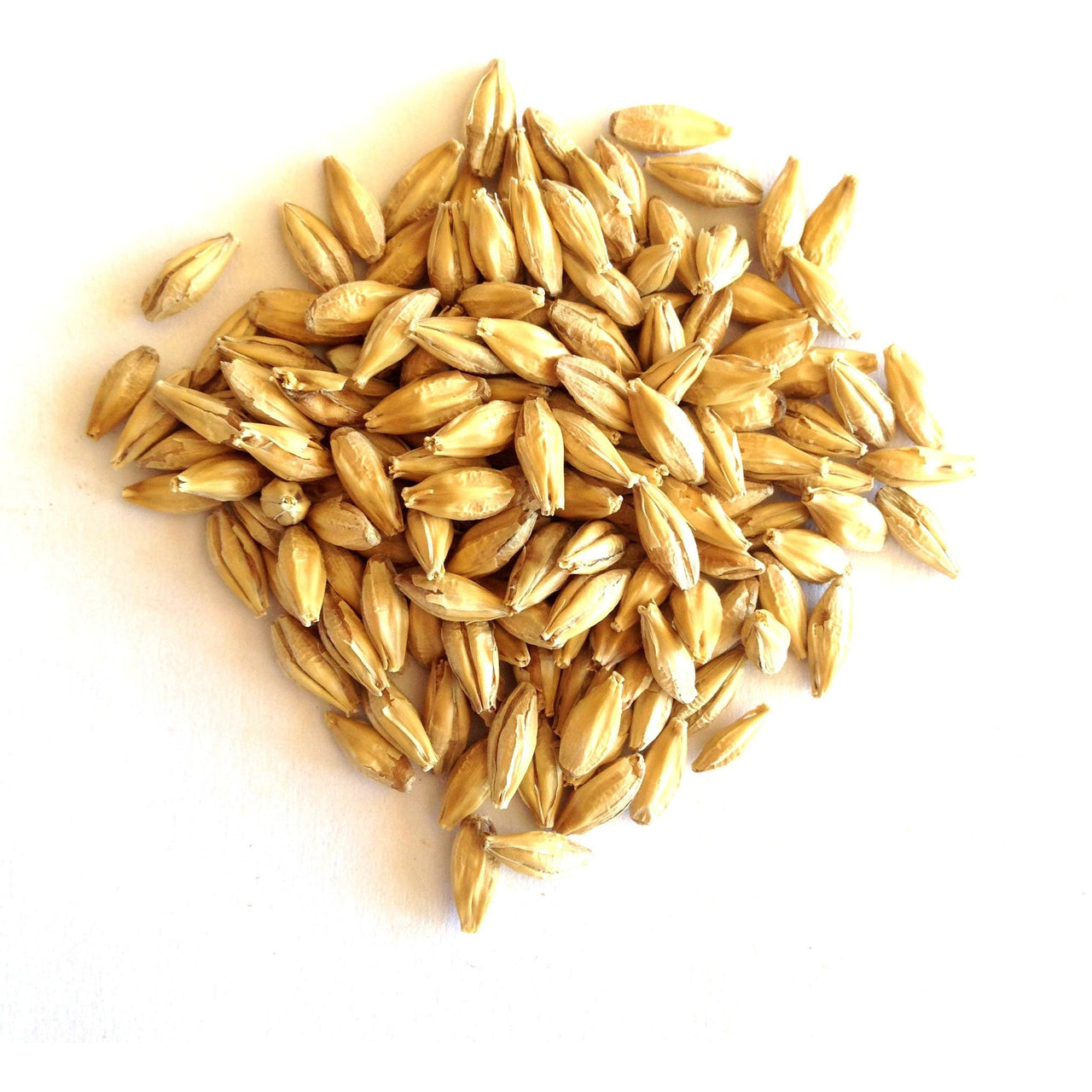 Malted Barley Grain for SST - Certified Organic